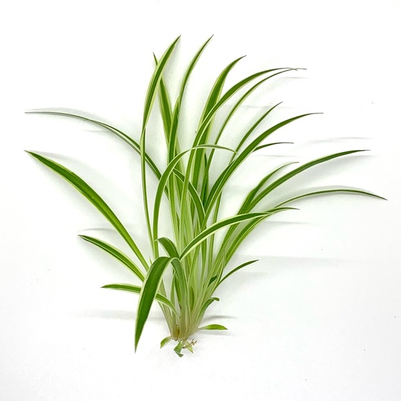 Free with Bundle! Baby Spider Plant - Picture 1 of 1